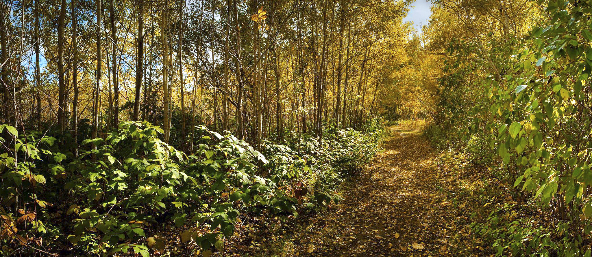 A trail at Afton State Park. House Photography file photo 